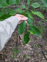 Styrax americanus