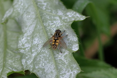 Helophilus pendulus