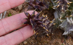 Quaqua mammillaris