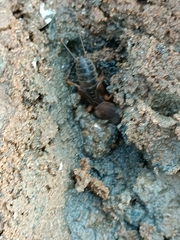 Gryllotalpa gryllotalpa