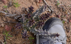Quaqua mammillaris
