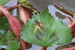 Helophilus pendulus