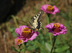 Papilio machaon