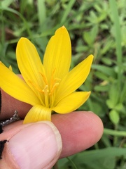 Zephyranthes citrina