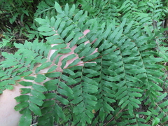 Osmunda spectabilis