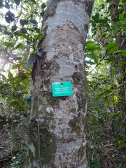 Apodytes dimidiata dimidiata