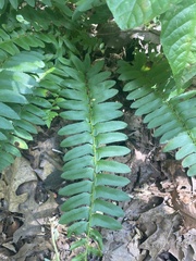 Polystichum acrostichoides