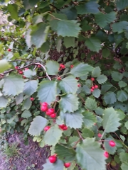 Crataegus laevigata