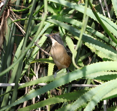 Laniarius ferrugineus