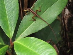 Anolis pulchellus