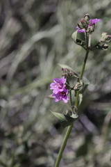 Mirabilis oxybaphoides
