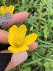 Zephyranthes citrina