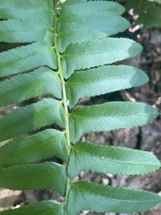 Polystichum acrostichoides
