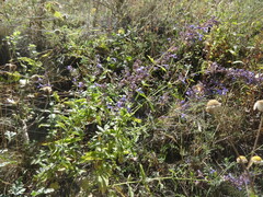 Nepeta grandiflora