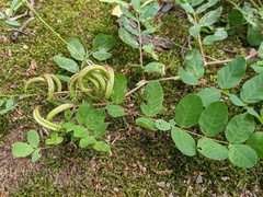 Astragalus glycyphyllos