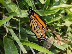 Danaus plexippus plexippus