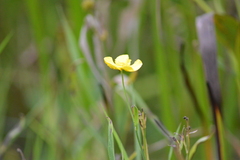 Ranunculus lingua
