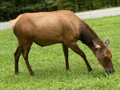 Cervus canadensis canadensis