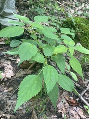 Boehmeria cylindrica