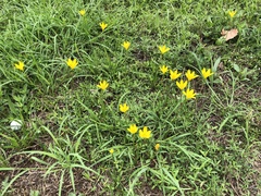 Zephyranthes citrina