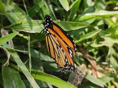 Danaus plexippus plexippus