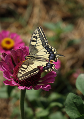 Papilio machaon