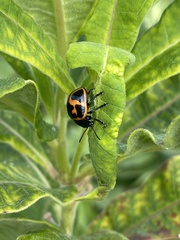 Labidomera clivicollis