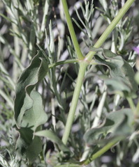 Mirabilis oxybaphoides