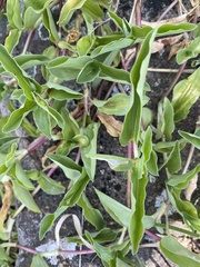 Commelina