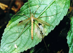 Tipula paludosa