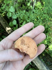 Rhodotus palmatus
