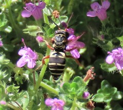 Triepeolus