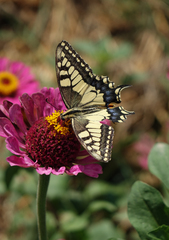 Papilio machaon