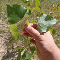 Populus nigra