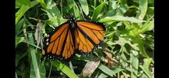 Danaus plexippus plexippus