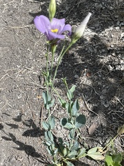Eustoma russellianum