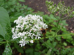 Volucella inanis