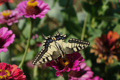 Papilio machaon