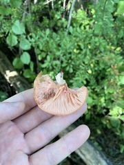 Rhodotus palmatus