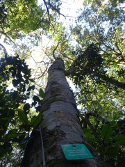 Apodytes dimidiata dimidiata