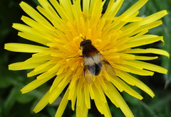 Leucozona lucorum