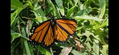 Danaus plexippus plexippus