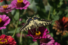 Papilio machaon