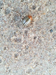 Leptinotarsa decemlineata