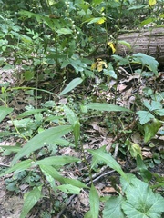 Persicaria longiseta