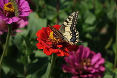 Papilio machaon