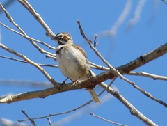 Chondestes grammacus