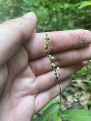 Persicaria longiseta