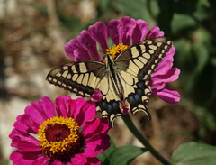 Papilio machaon