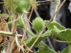 Passiflora foetida